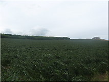 NT9563 : A crop of peas near Eyemouth golf course by James Denham