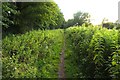 The Thames Path by Barton Fields