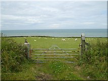 SH2987 : Sheep above Trwyn Gwter-Fudr by Eric Jones