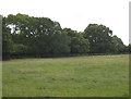 Pasture at Littlestead Green