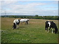 Ponies, at Marlpits Farm, near Tibshelf