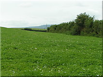 SY0086 : Field near Woodbury by Rob Purvis