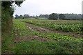 Field near Longlands Farm