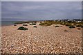 Vegetation on Pagham Beach