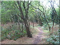 Footpath through Hillyfields Orchard, Gillingham