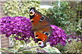 Peacock butterfly on a buddleia bush