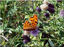 SE3007 : Comma butterfly on thistle by John Fielding