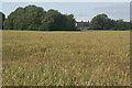 Wheat field, Haskayne