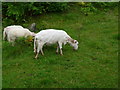 Welsh Sheep