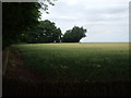 Field to the north of Blyborough, Lincolnshire