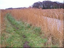 SZ3487 : Reeds by the Yar by Derek Harper