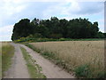 Cart Track Along the edge of Woodland