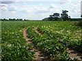 TM1358 : Beet field by Andrew Hill