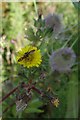 Hover Flies & Hawksbeard