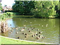 Duck Pond, North Dalton