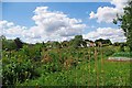 TL7925 : Stisted Allotments by Glyn Baker