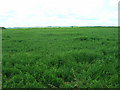 Farmland near Ling Farm