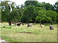 Alpaca field below Hellenge Hill