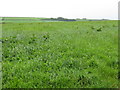 Fields Of Upper Castleton Farm