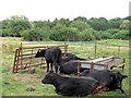 Cattle on Bookham Common