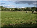 Field with tree guards, Sandypark