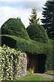 Topiary at Chawton, Hampshire