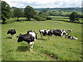 Dairy cattle, near Livenhayes Farm