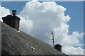 Cat on a hot Thatched Roof