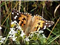 SK0494 : Painted Lady Butterfly by John Fielding