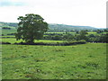 Pasture, at Middle Moorhayne Farm