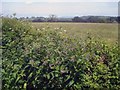 Rough Comfrey on the top of Foscombe Hill