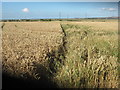 Footpath towards Seasalter Road