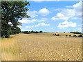 TQ6691 : Wheat Field near Little Burstead by Derek Voller