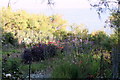 Cottage garden alongside the coastal path at Prussia Cove