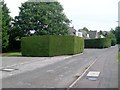 Oddly square hedge, Dunure Place