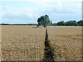 Clear bridleway across arable land