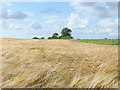 Barley in the breeze