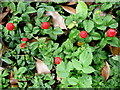 SU2383 : Wild Strawberries, Fragaria vesca by Jonathan Billinger