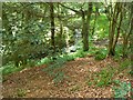 The burn in Uplawmoor Glen