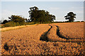 TL9859 : Wheat field near Rattlesden by Bob Jones