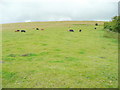 SU2079 : Cattle grazing by Jonathan Billinger