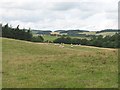 Sheep pasture near Strathmiglo