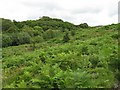 The valley of the Castramont Burn