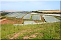 Crops Under Netting