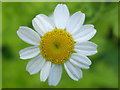 Chamomile in the hedgerow.