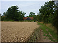 Footpath by wheat field