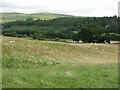 Looking to the Nith from Boreland