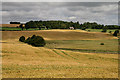 NT6244 : A barley field near Stock Bridge by Walter Baxter