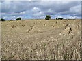 Corn stooks near Figheldean