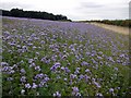 NZ0464 : Blue-flowered crop of Scorpion weed (Phacelia tanacetifolia) by Andrew Curtis